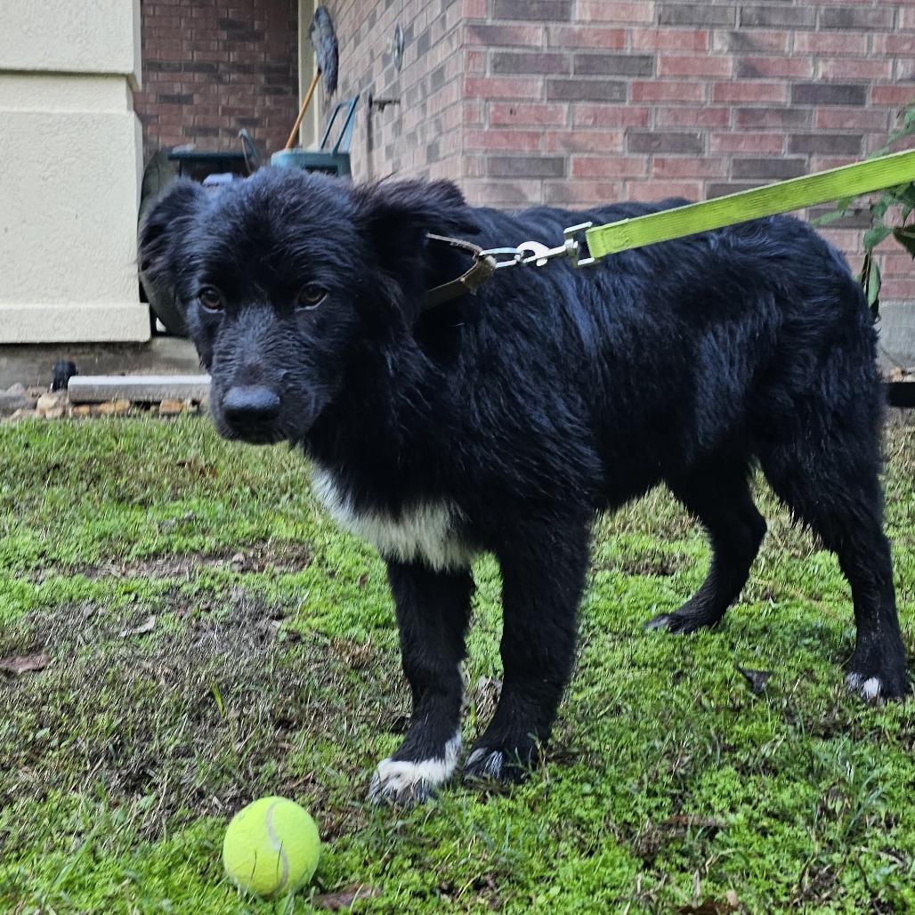 Enlarge Teddy, a Adoptable mixed breed in Cleveland, TX image 3/4