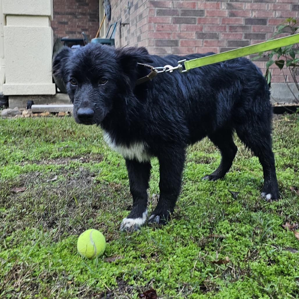 Enlarge Teddy, a Adoptable mixed breed in Cleveland, TX image 4/4