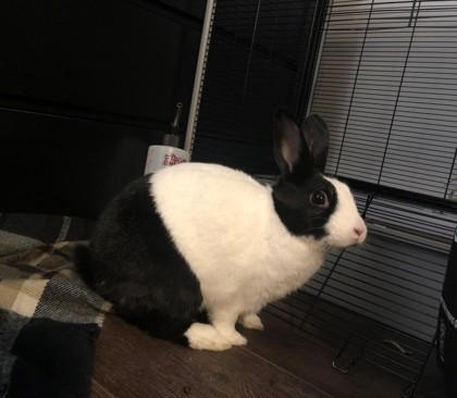 Romie, Adoptable, Adult Female Dutch & Bunny Rabbit.