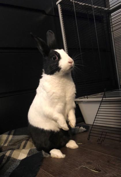 Enlarge Romie, a Adoptable mixed breed in Montreal, QC image 2/2