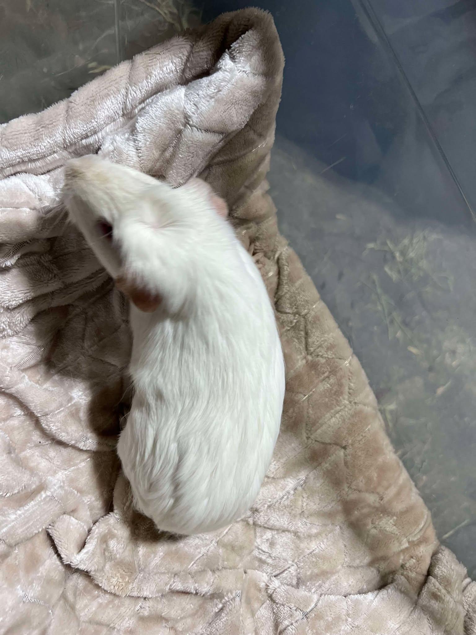 Mr. Frost, an adoptable Guinea Pig in Eagle River, AK_image-1