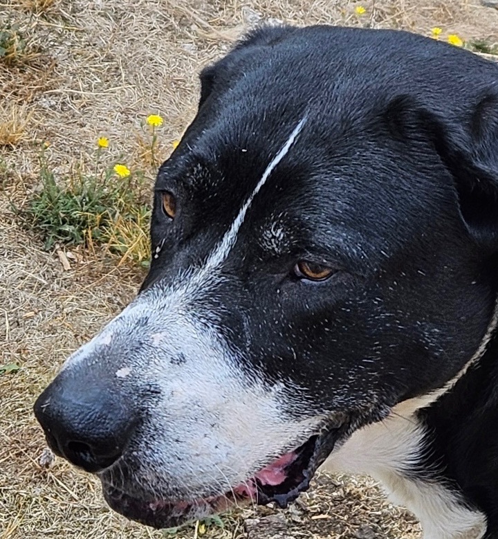 Enlarge Roxie, a Adoptable mixed breed in Longview, WA image 1/8