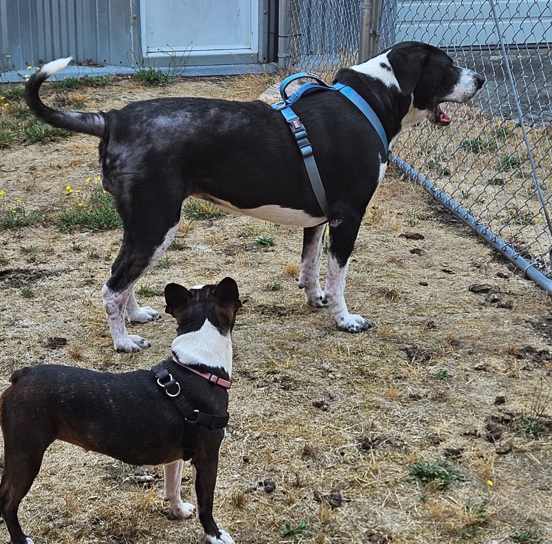 Enlarge Roxie, a Adoptable mixed breed in Longview, WA image 8/8