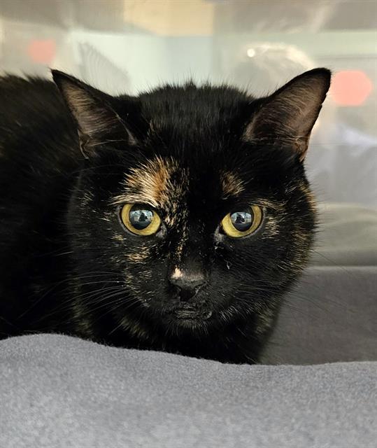 Enlarge POPPY SAGE, a Adoptable Domestic Short Hair in Clyde, NC image 1/1