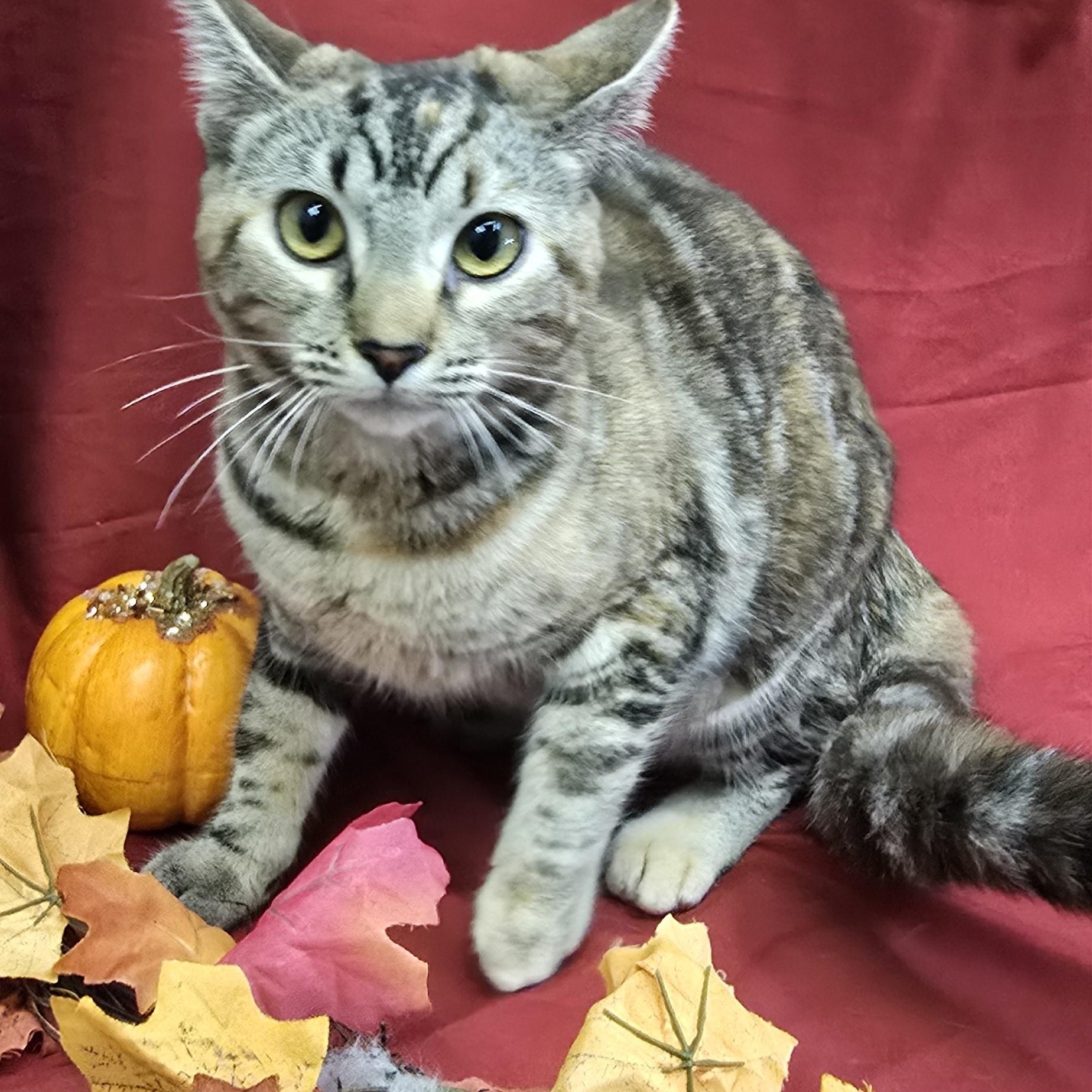 Enlarge Cayenne, a Adoptable mixed breed in Payson, AZ image 1/2