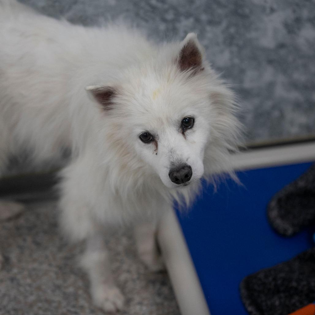 Kurt (N25-292), Adoptable, Adult Male American Eskimo Dog.