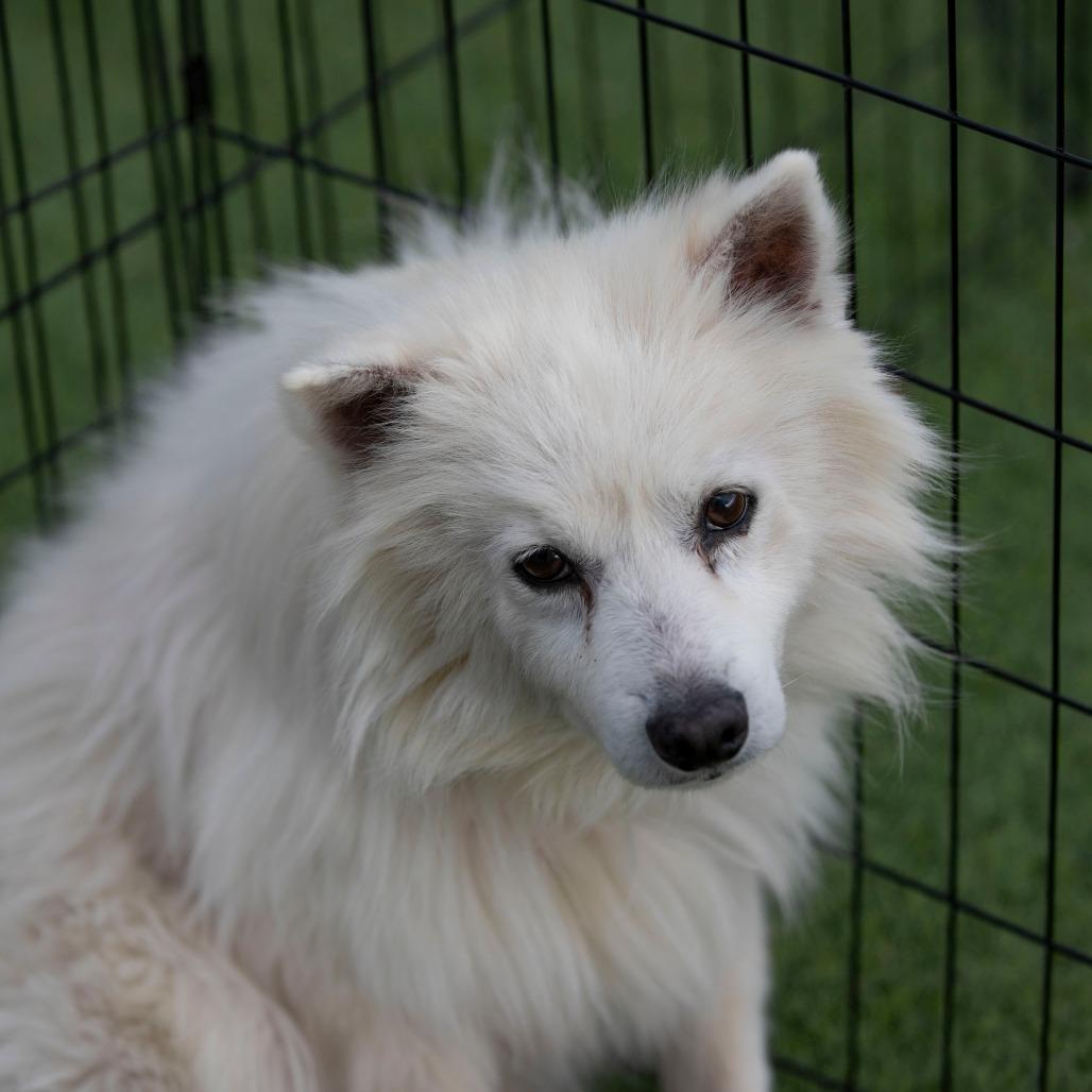 Kurt (N25-292), a Adoptable American Eskimo Dog in Peyton, CO image 2/6