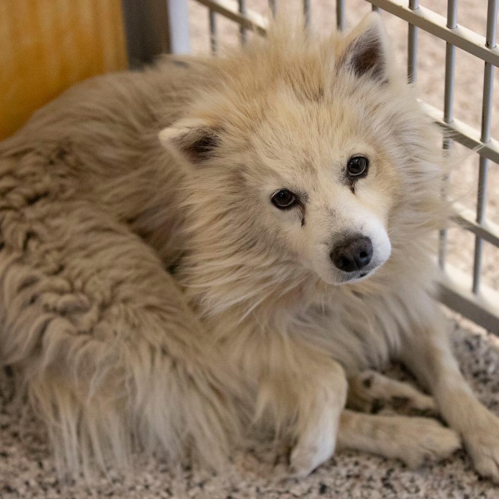 Kurt (N25-292), a Adoptable American Eskimo Dog in Peyton, CO image 3/6