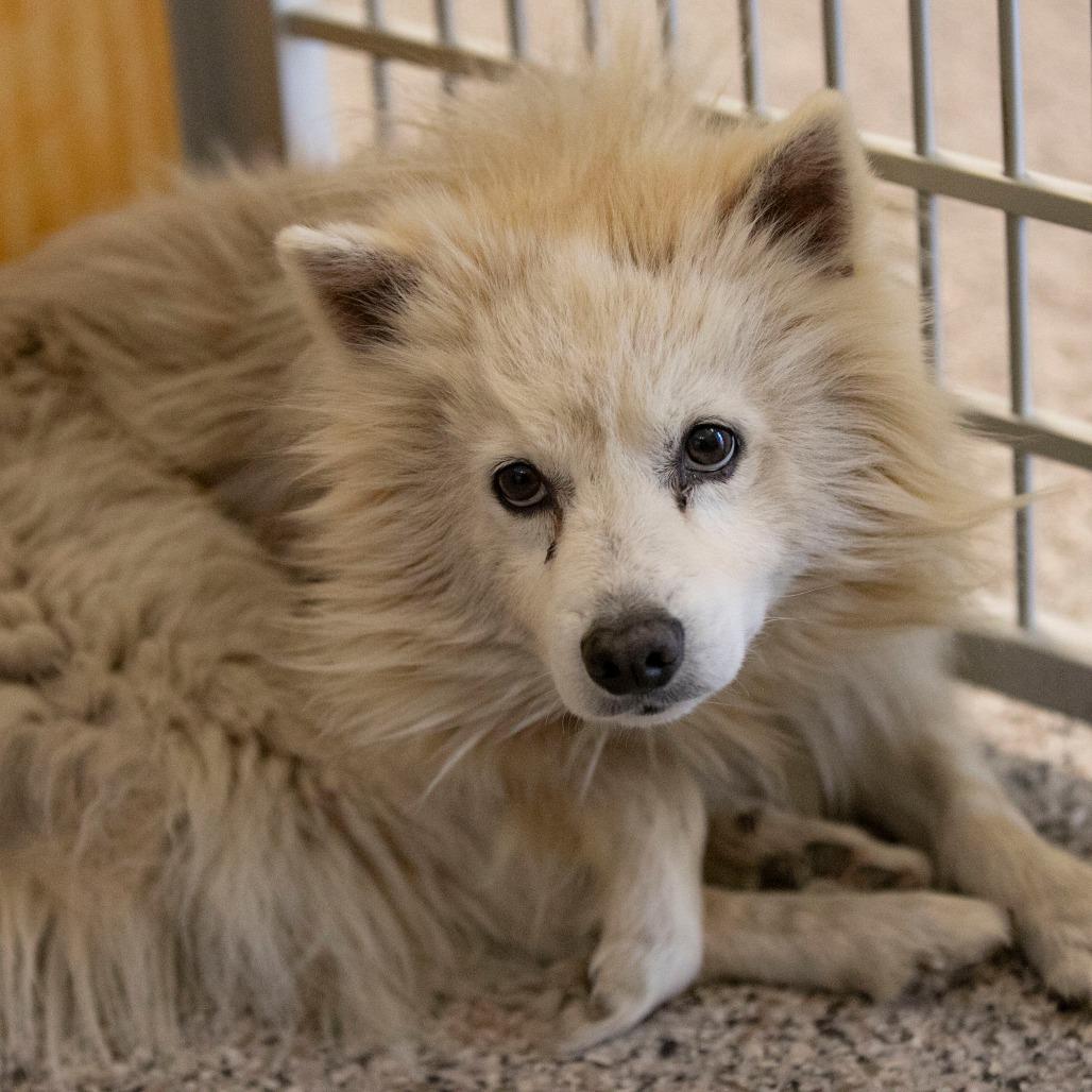 Kurt (N25-292), a Adoptable American Eskimo Dog in Peyton, CO image 4/6