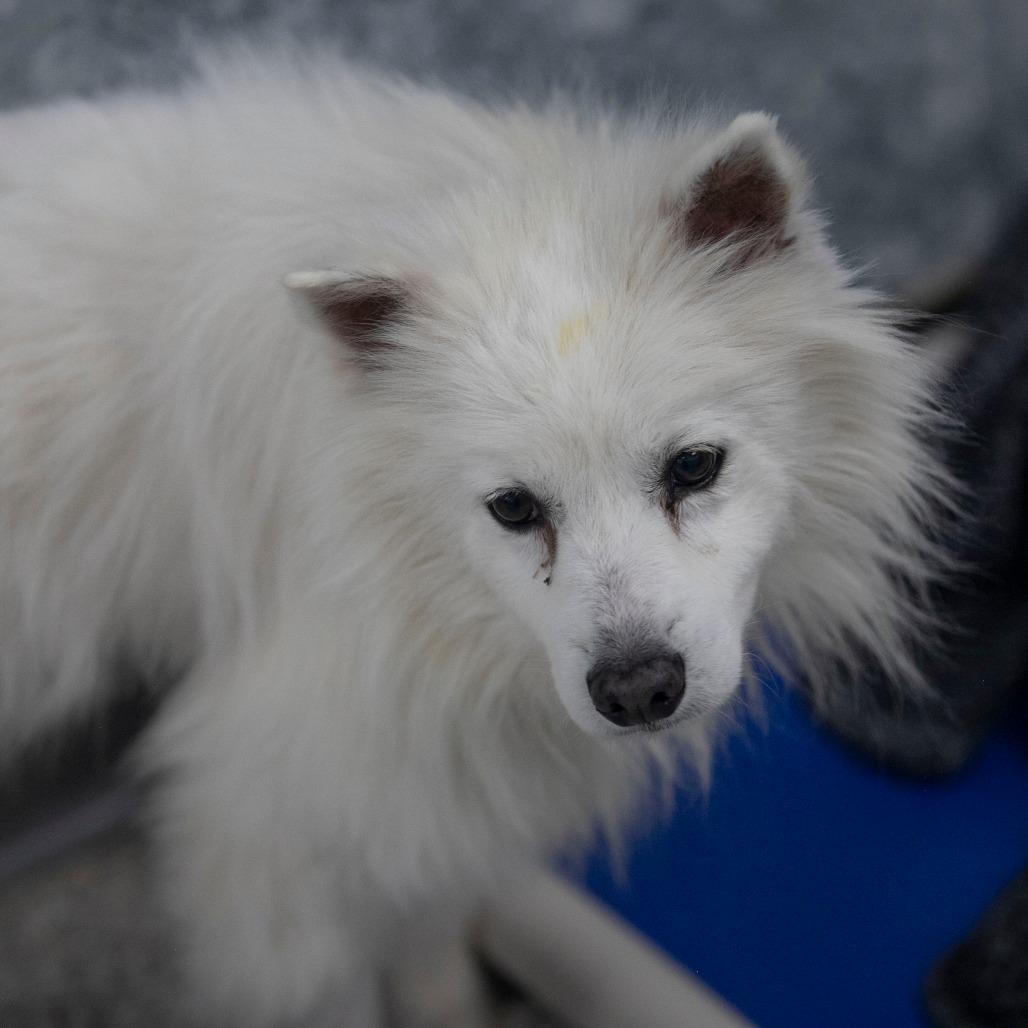 Kurt (N25-292), a Adoptable American Eskimo Dog in Peyton, CO image 5/6
