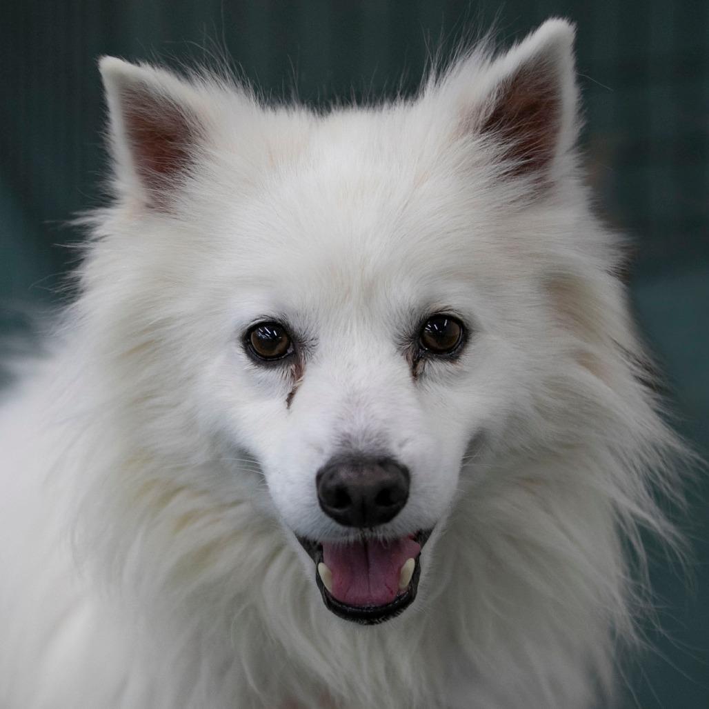 Enlarge Kurt (N25-292), a Adoptable American Eskimo Dog in Peyton, CO image 5/6