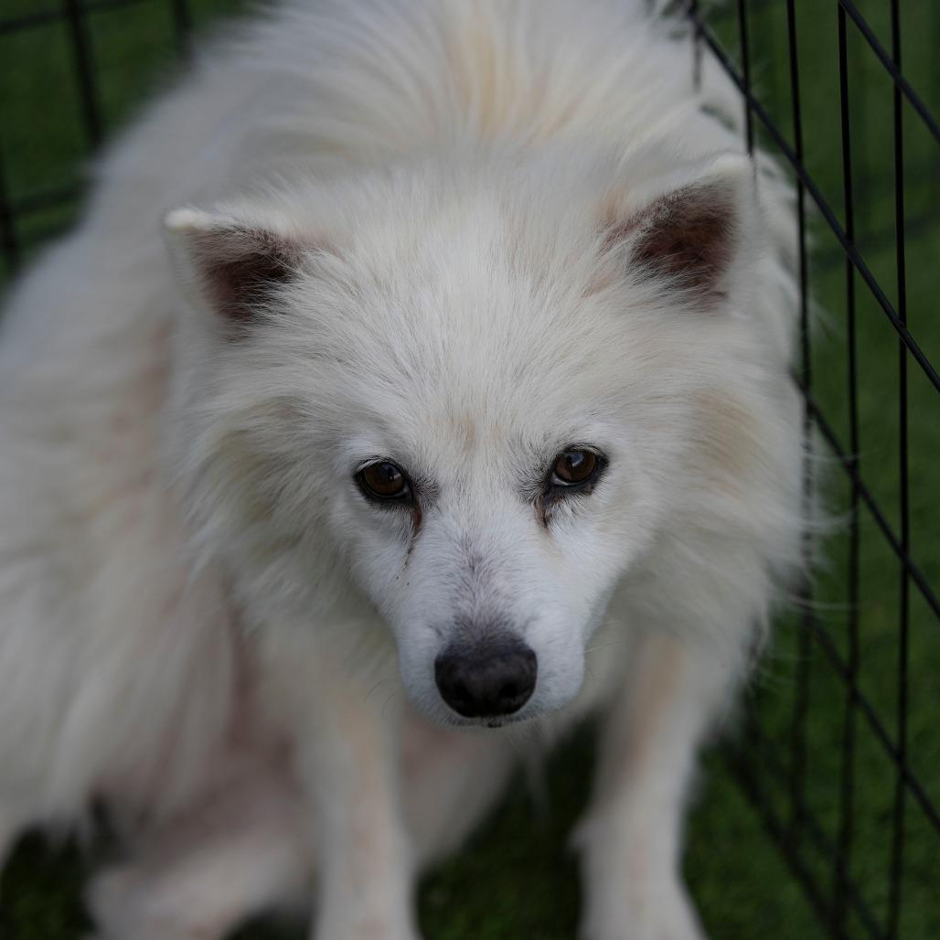 Kurt (N25-292), a Adoptable American Eskimo Dog in Peyton, CO image 6/6