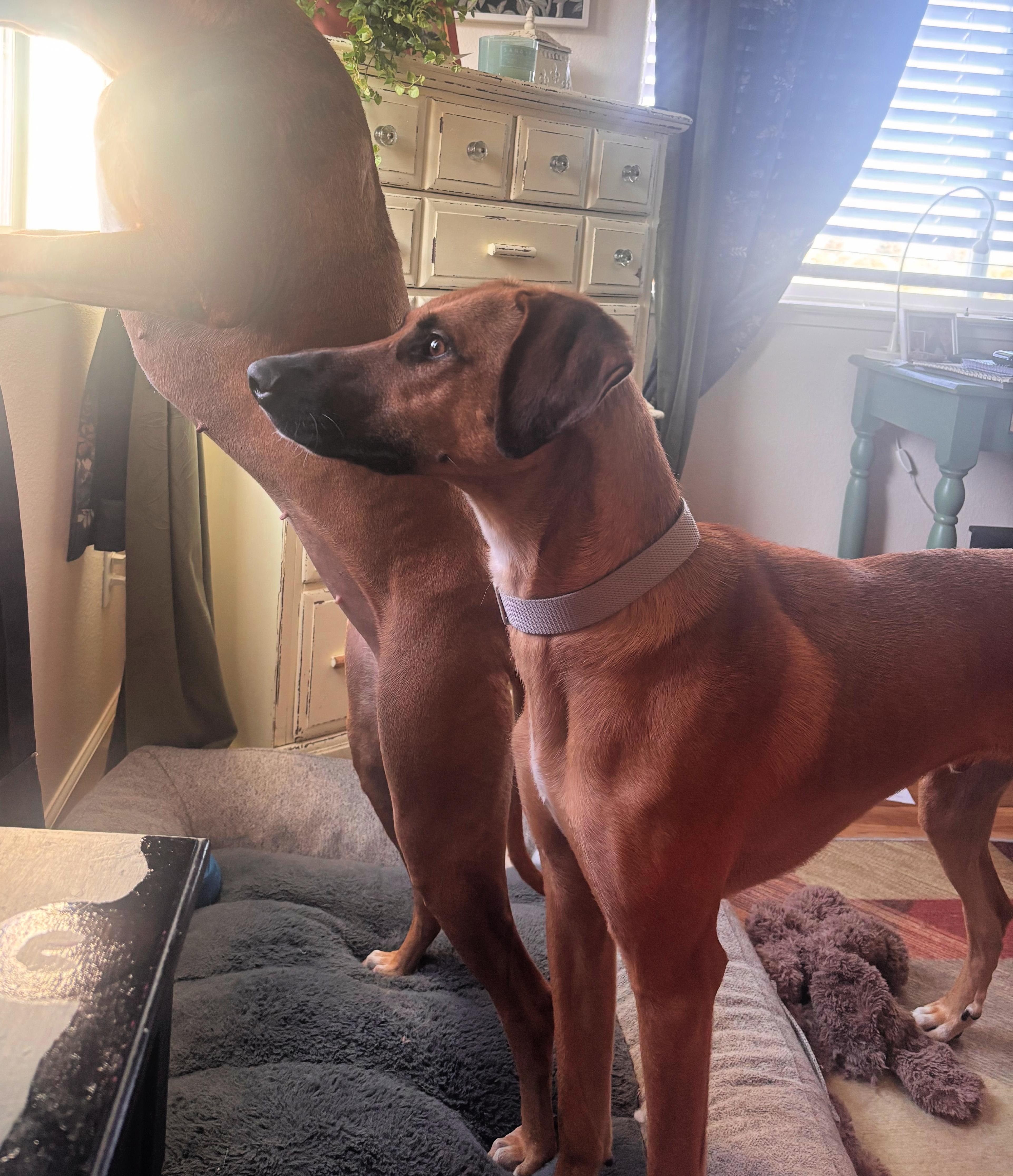 WILSON, a ADOPTABLE mixed breed in Oroville , CA image 2/6