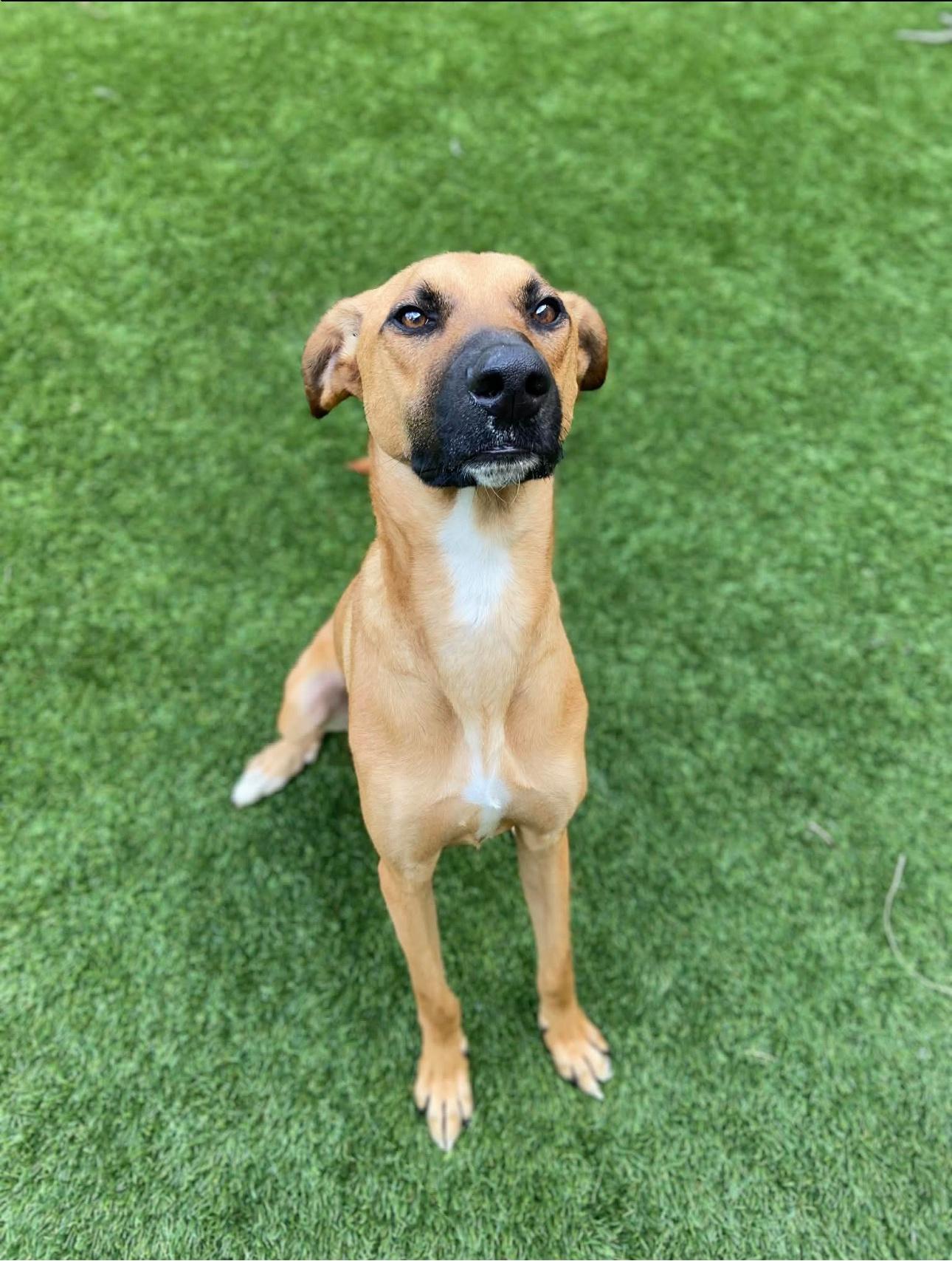 WILSON, a ADOPTABLE mixed breed in Oroville , CA image 5/6