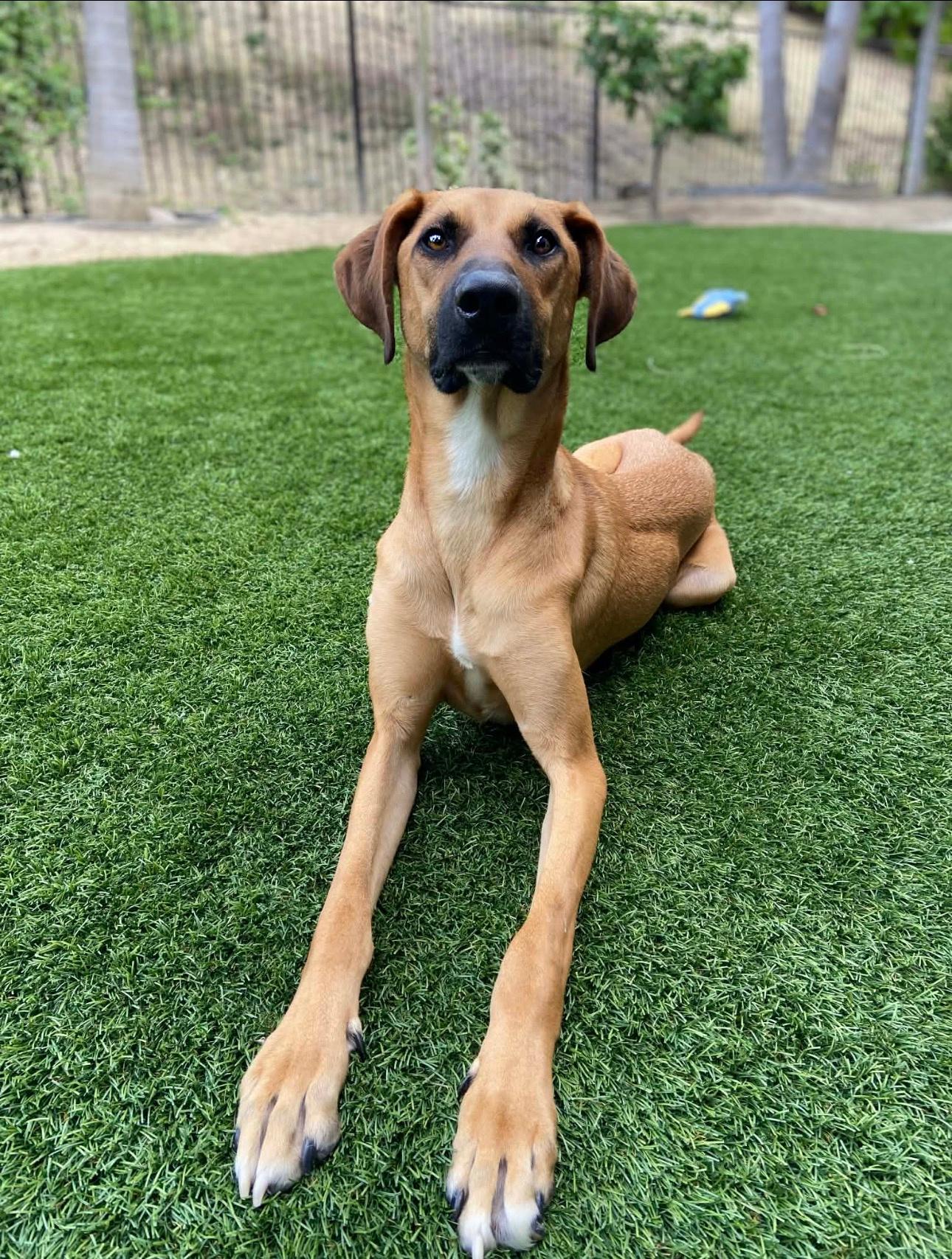 WILSON, a ADOPTABLE mixed breed in Oroville , CA image 3/6