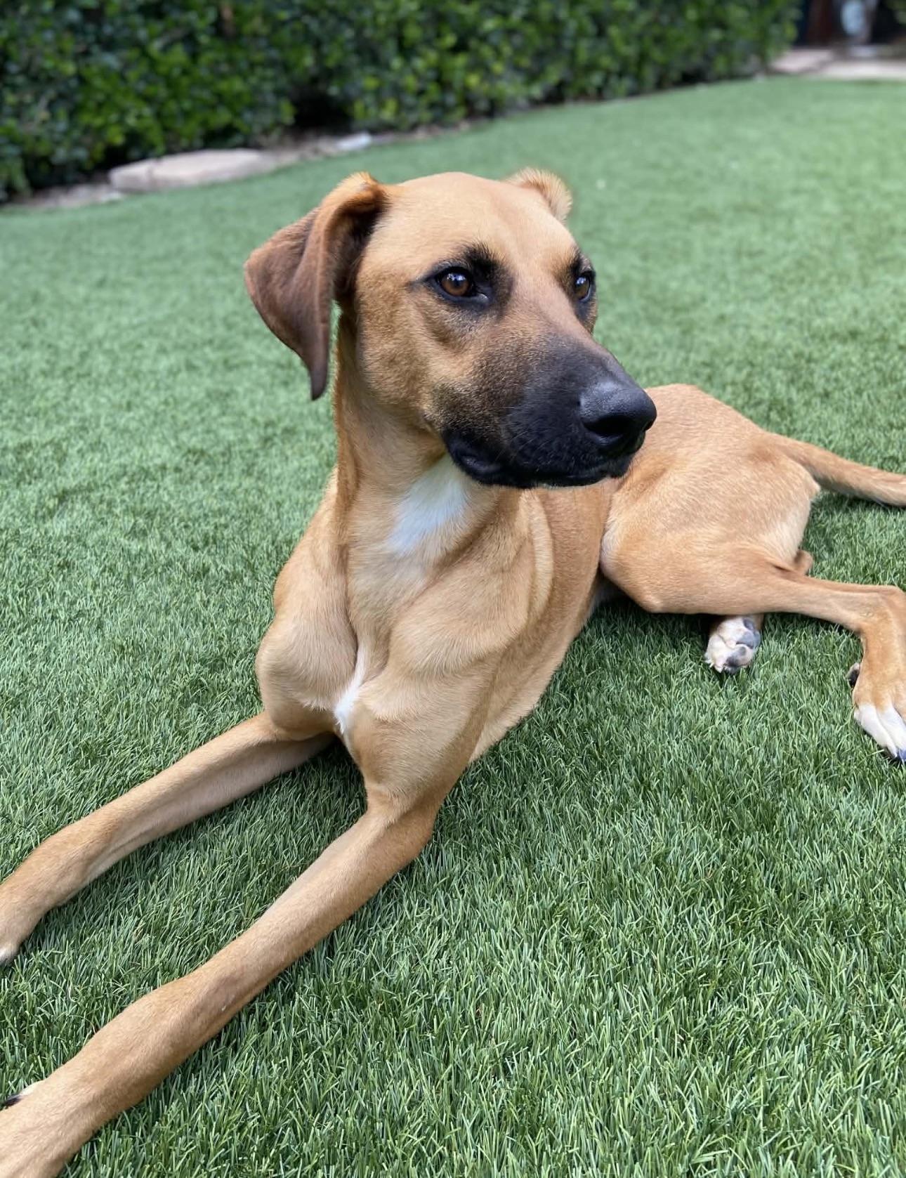 WILSON, ADOPTABLE, Young Male Mixed Breed.