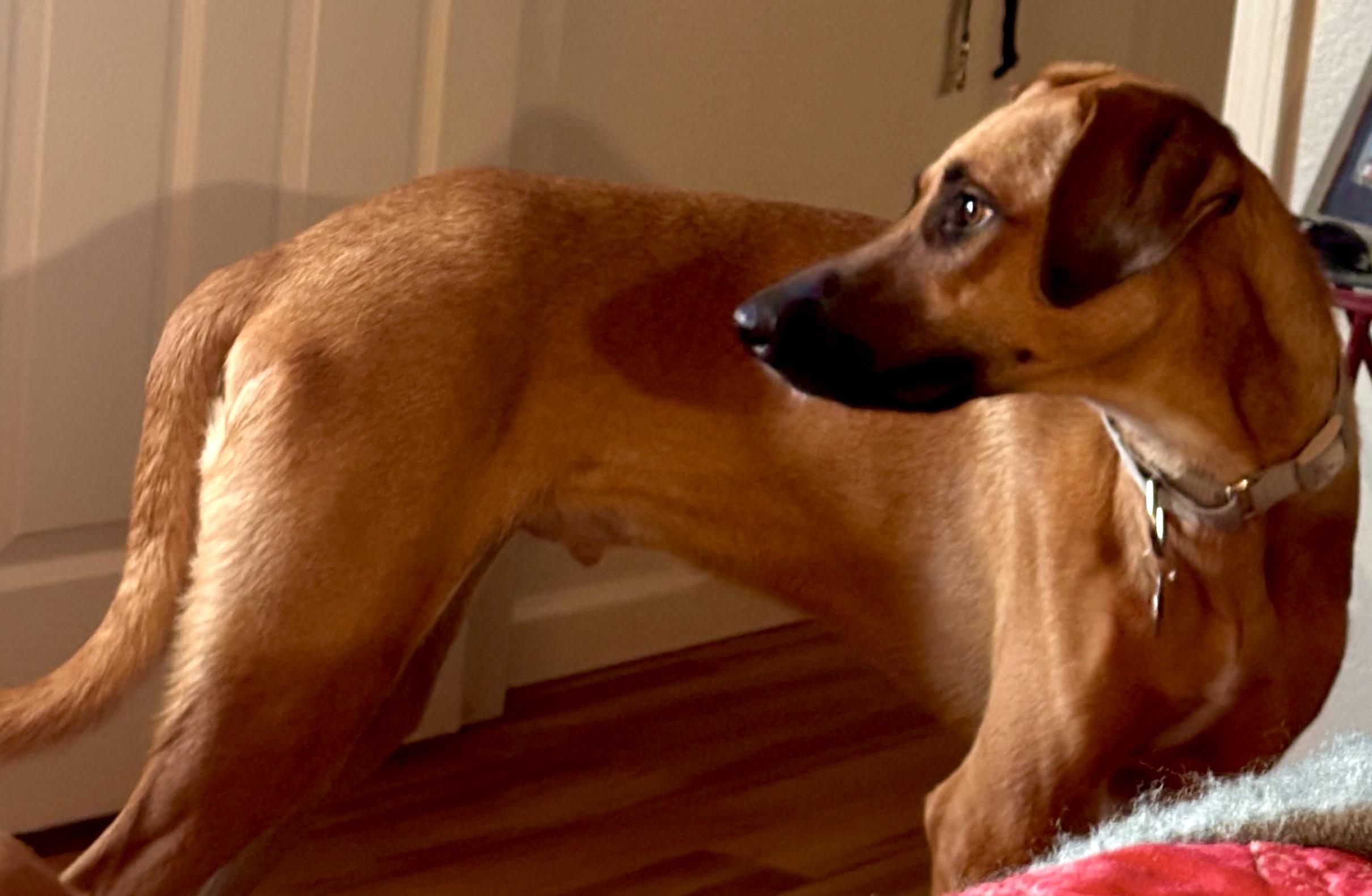 WILSON, a ADOPTABLE mixed breed in Oroville , CA image 4/6