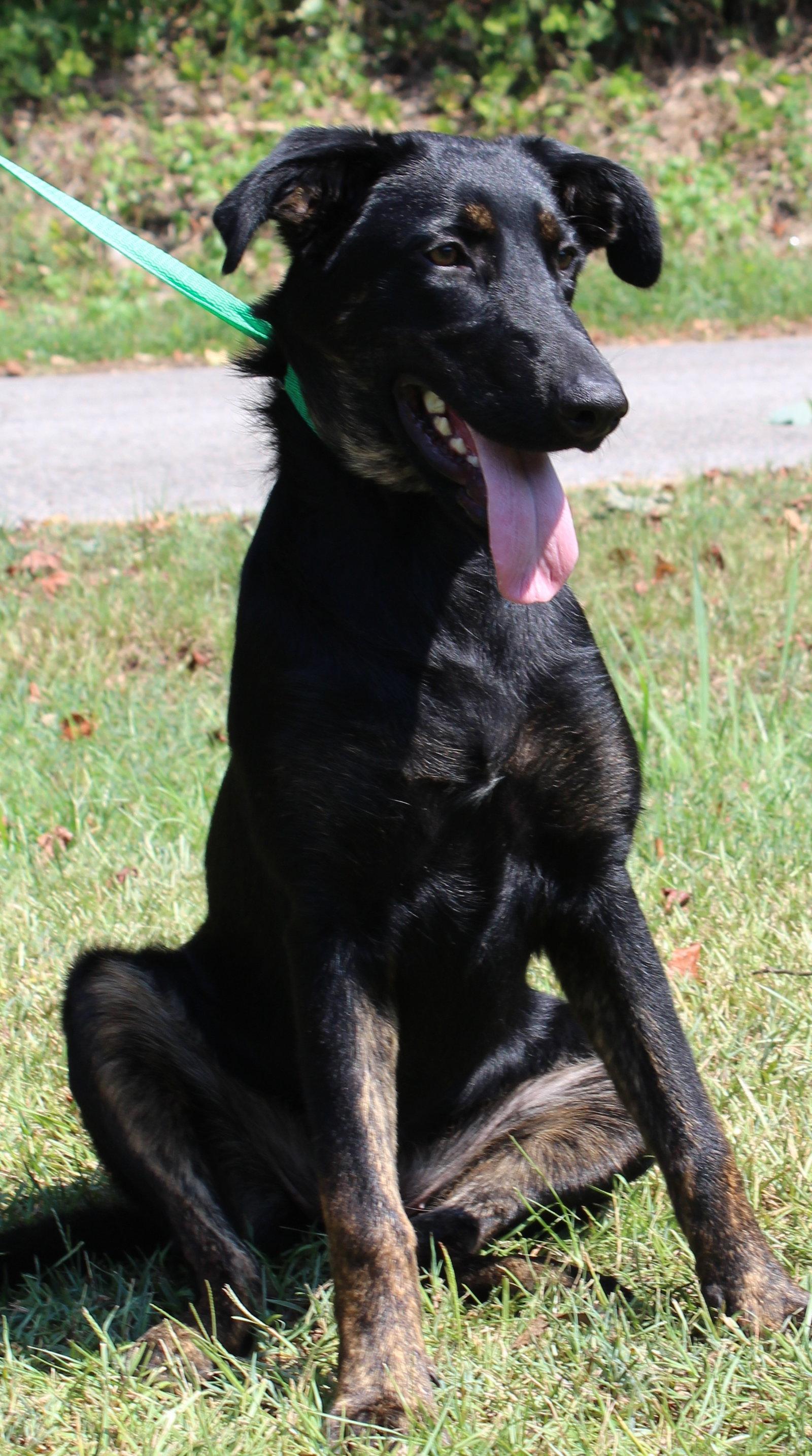 Alli 44147, Adoptable, Young Female Shepherd & Labrador Retriever.