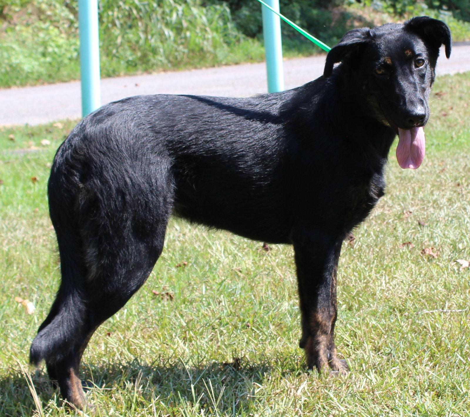 Enlarge Alli 44147, a Adoptable mixed breed in Prattville, AL image 2/3