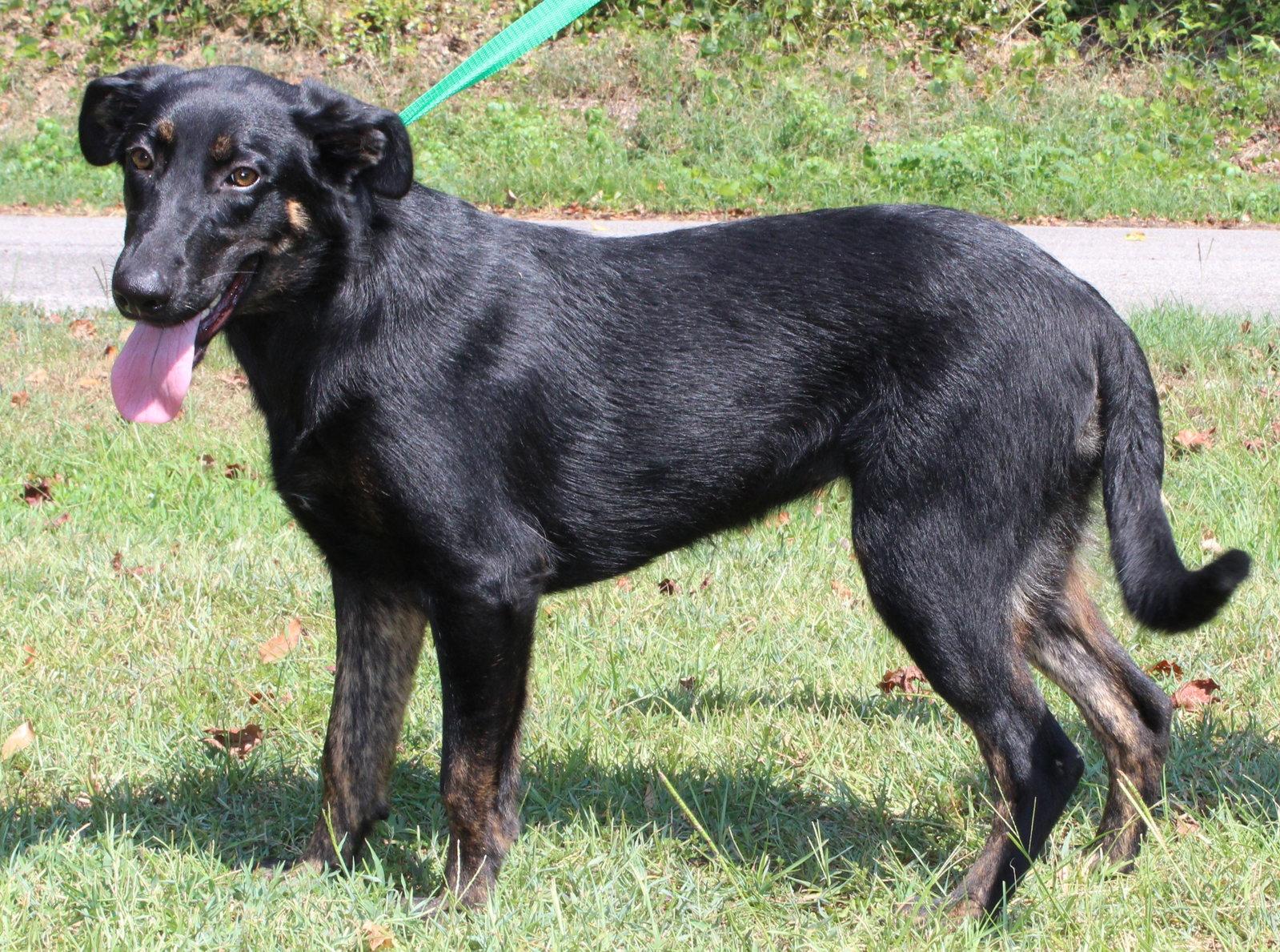 Enlarge Alli 44147, a Adoptable mixed breed in Prattville, AL image 3/3