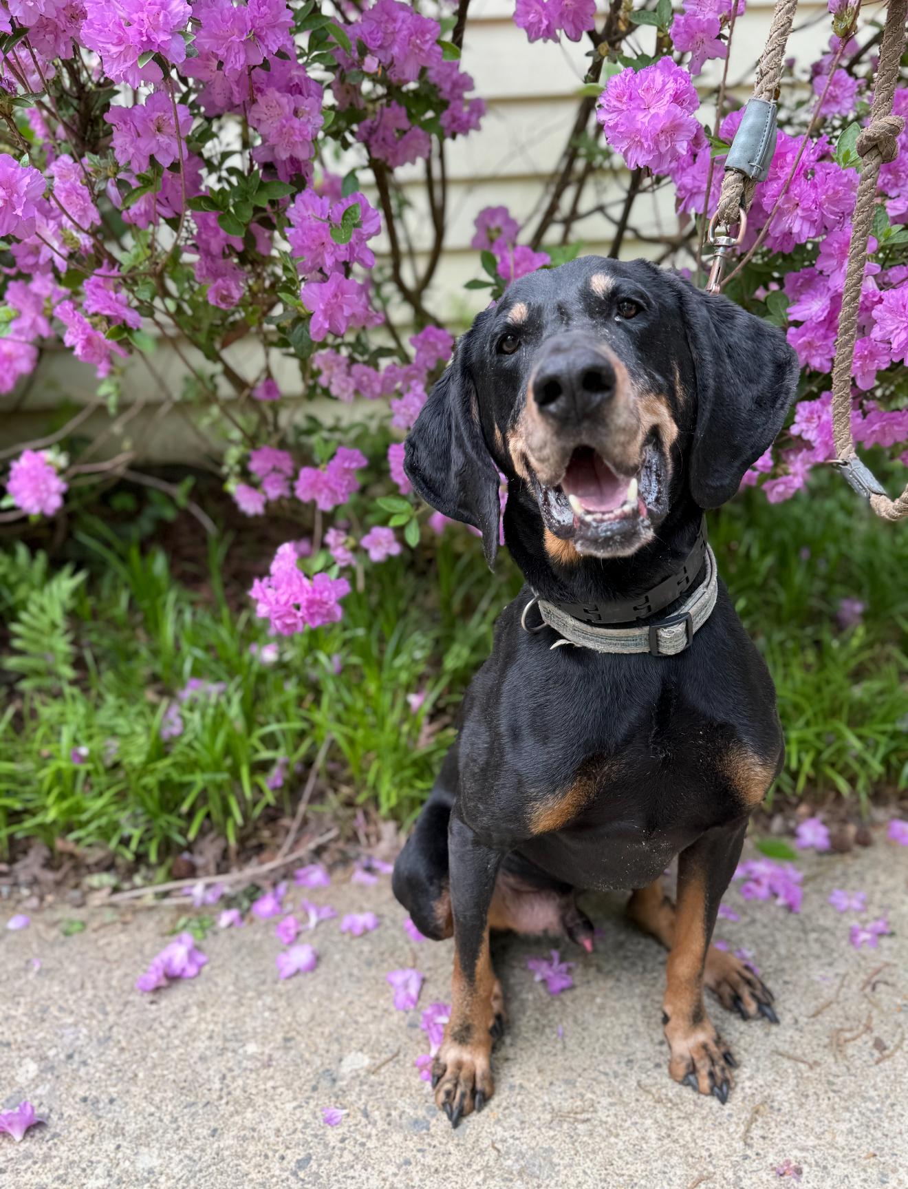 Charles, an adoptable Coonhound in Richmond, VA, 23233 | Photo Image 1