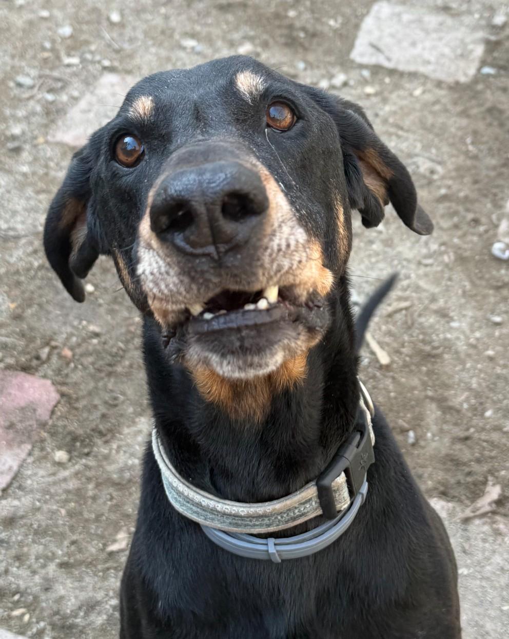 Charles, an adoptable Coonhound in Richmond, VA, 23233 | Photo Image 2