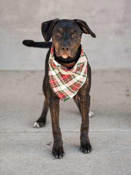 Enlarge Ollie, a Adoptable mixed breed in Longmont, CO image 2/3
