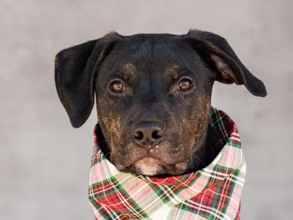 Enlarge Ollie, a Adoptable mixed breed in Longmont, CO image 3/3