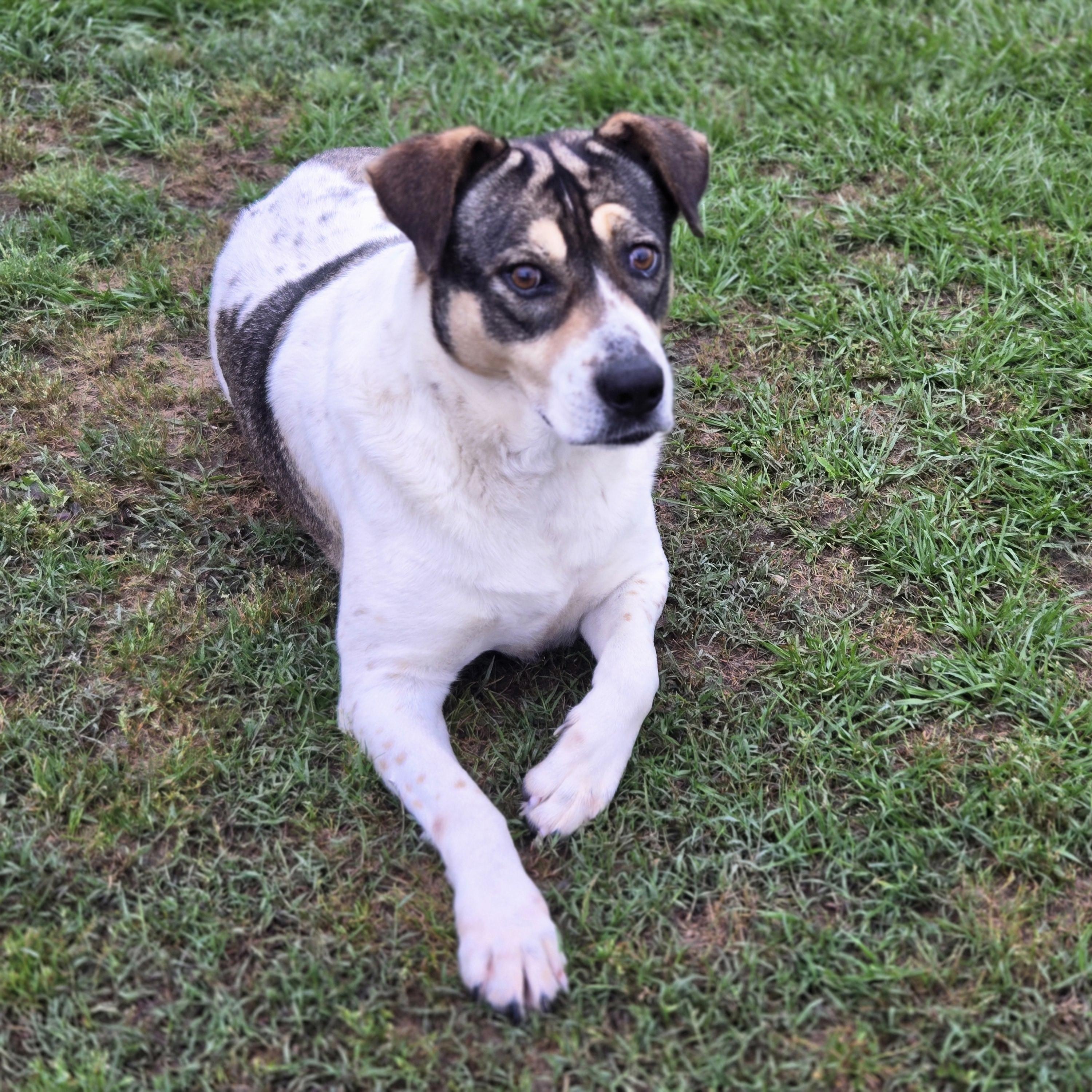 Enlarge Lilly, a Adoptable mixed breed in Plantsville, CT image 2/4