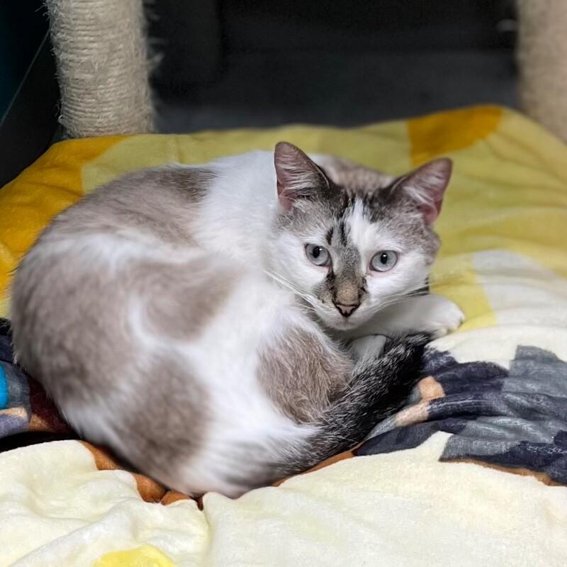 Dasher, Adoptable, Adult Male Domestic Short Hair.