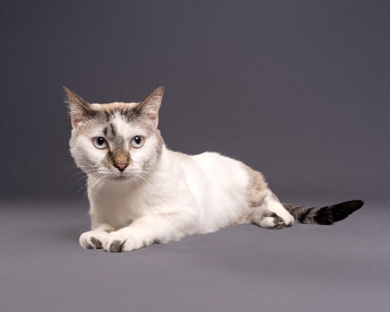 Enlarge Dasher, a Adoptable Domestic Short Hair in Yankton, SD image 1/6