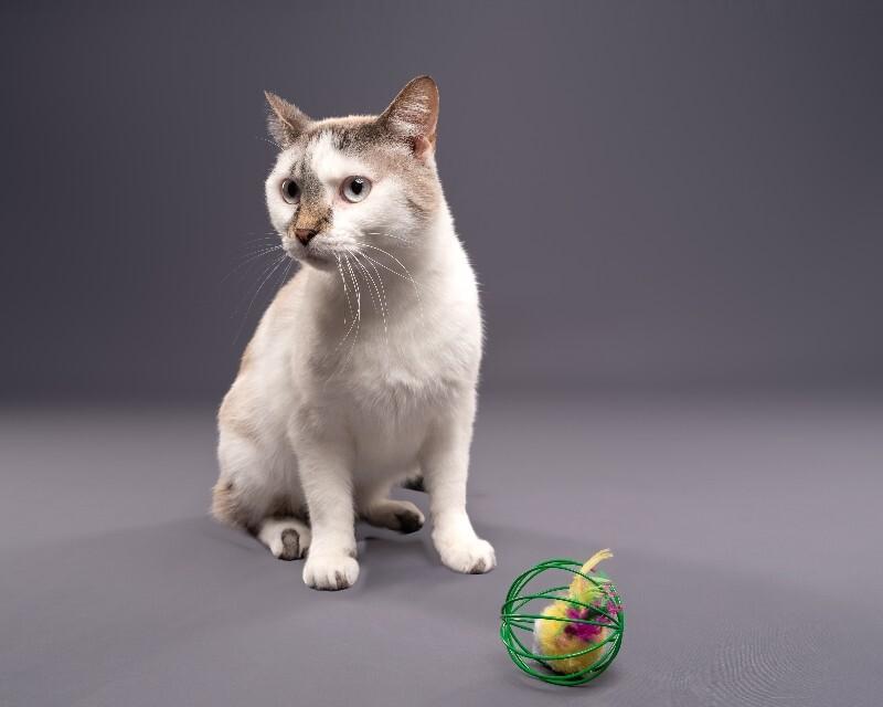 Enlarge Dasher, a Adoptable Domestic Short Hair in Yankton, SD image 2/6