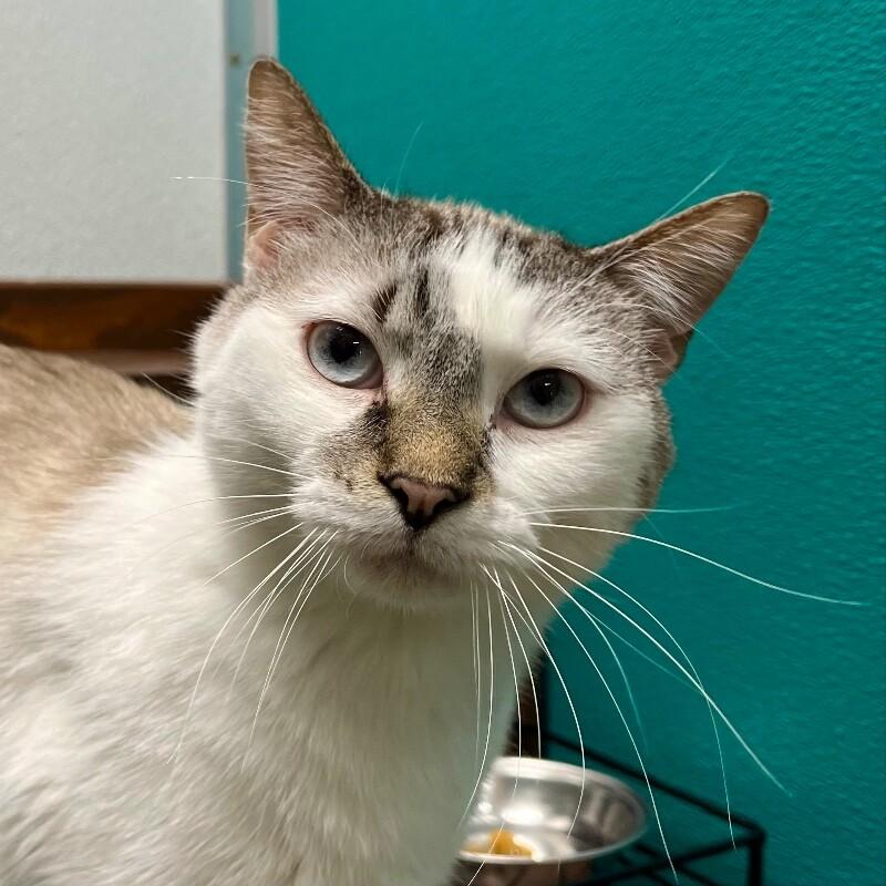 Enlarge Dasher, a Adoptable Domestic Short Hair in Yankton, SD image 2/6
