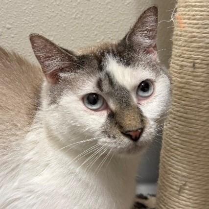 Enlarge Dasher, a Adoptable Domestic Short Hair in Yankton, SD image 3/6