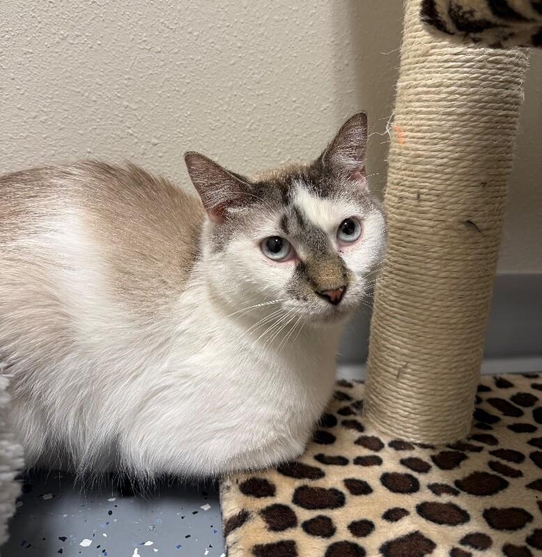 Enlarge Dasher, a Adoptable Domestic Short Hair in Yankton, SD image 5/6