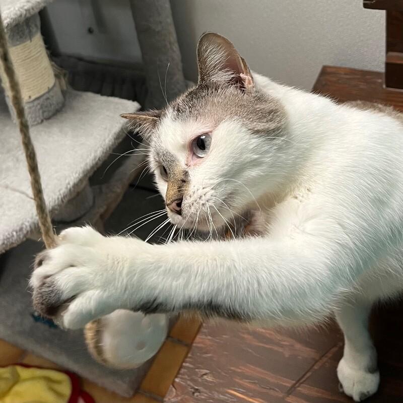 Enlarge Dasher, a Adoptable Domestic Short Hair in Yankton, SD image 6/6