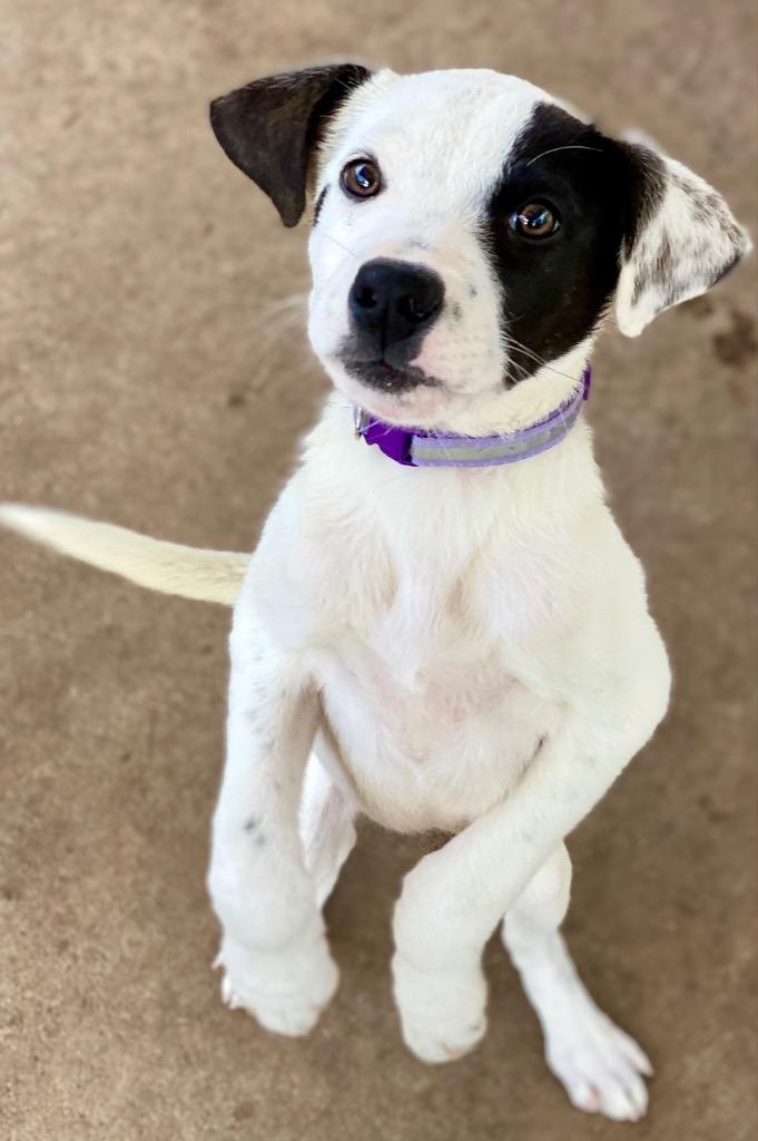 Patch, a Adopted mixed breed in Urbandale, IA image 1/3