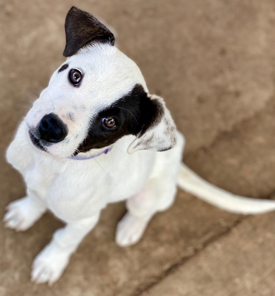 Patch, a Adopted mixed breed in Urbandale, IA image 2/3
