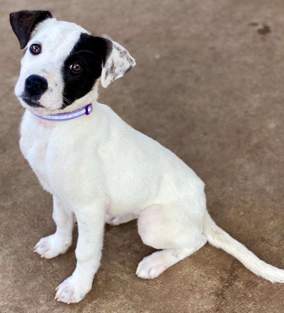 Patch, a Adopted mixed breed in Urbandale, IA image 3/3