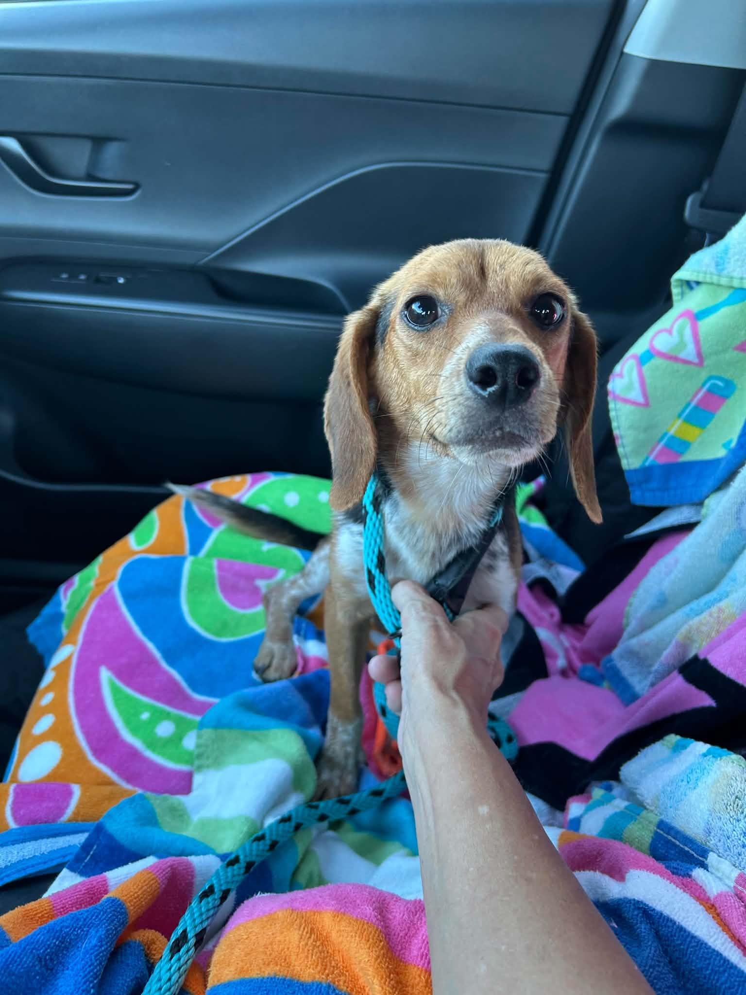 Snoop, a ADOPTABLE Beagle in Cary, NC image 1/2