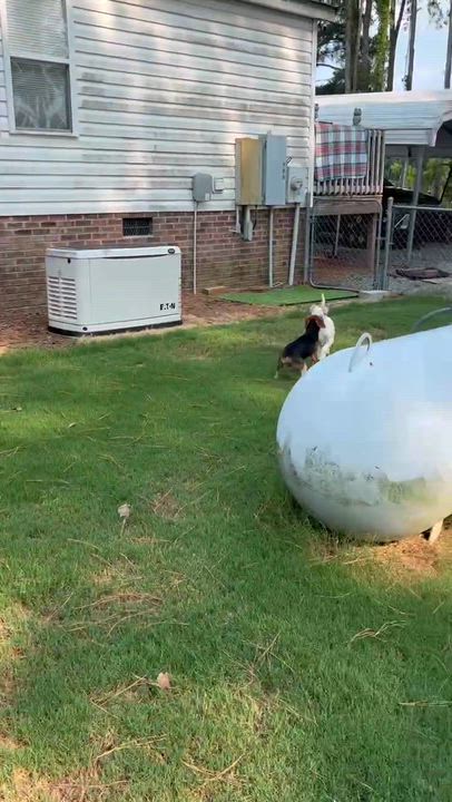 Enlarge Snoop, a ADOPTABLE Beagle in Cary, NC video 2/2