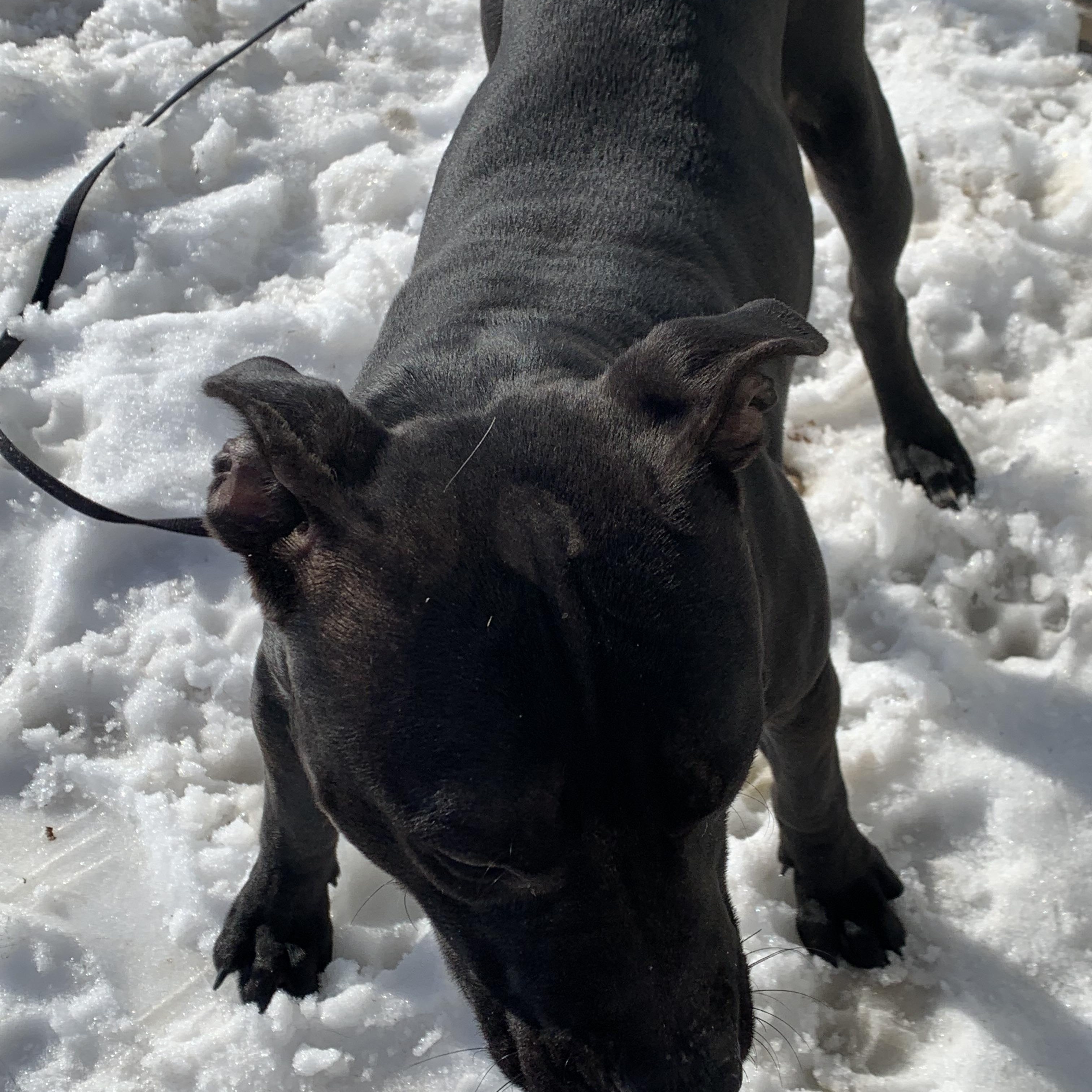 Enlarge Apollo, a Adopted mixed breed in Elkton, MI image 3/5