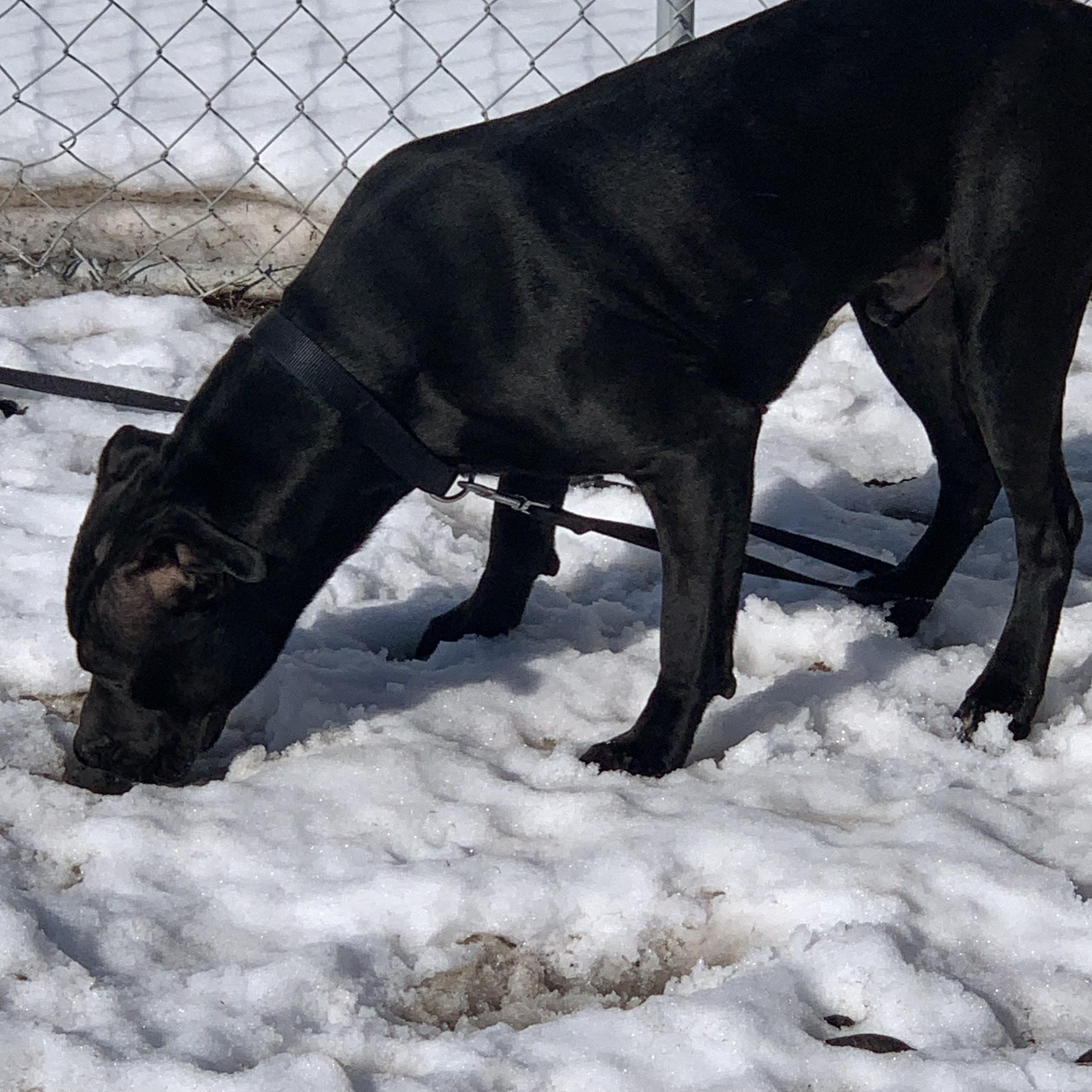 Enlarge Apollo, a Adopted mixed breed in Elkton, MI image 4/5