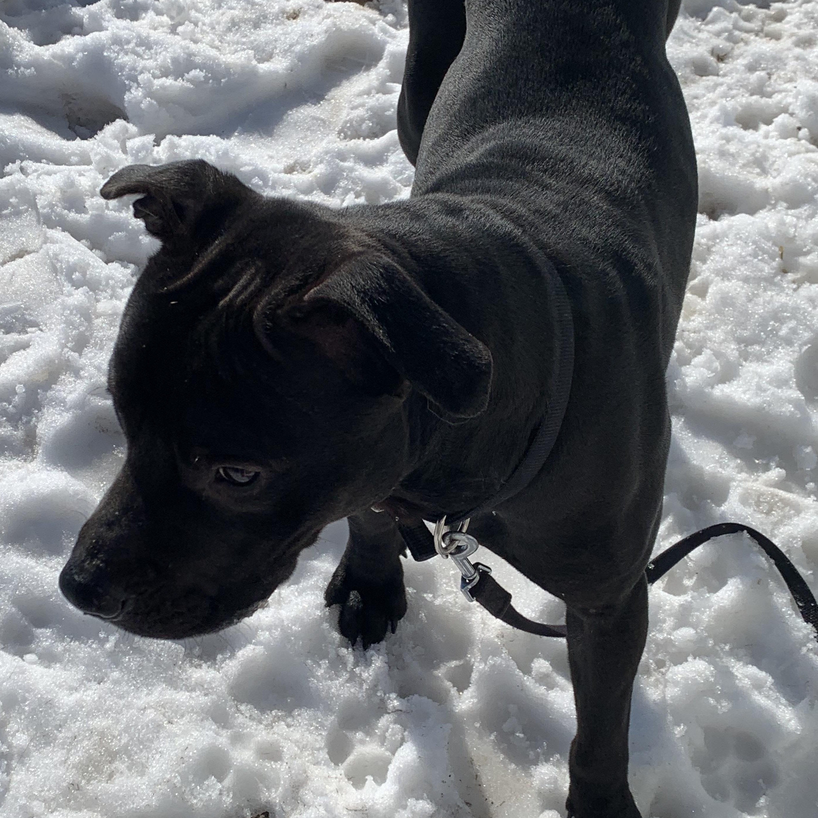 Apollo, Adopted, Young Male Labrador Retriever & Pit Bull Terrier.