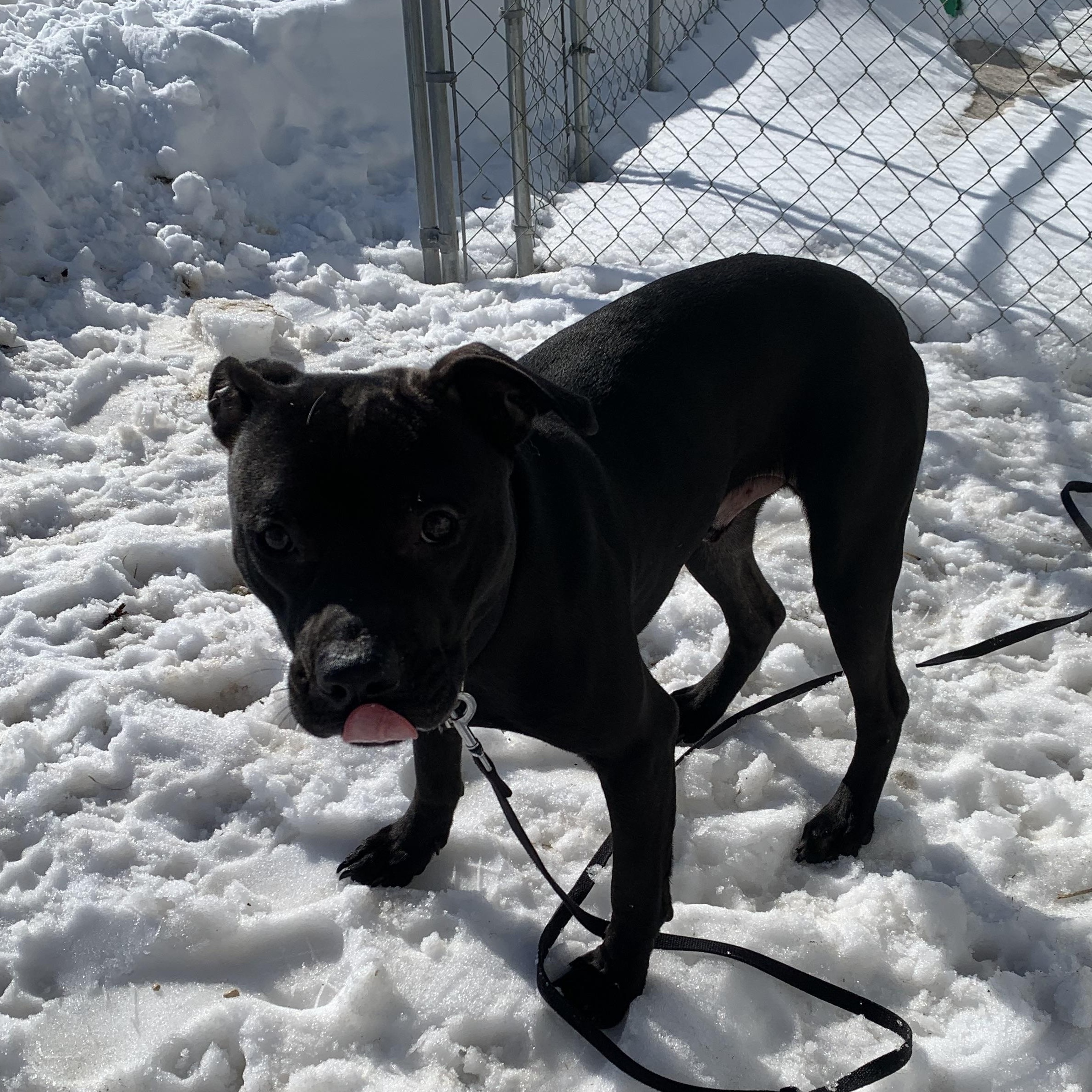 Enlarge Apollo, a Adopted mixed breed in Elkton, MI image 2/5