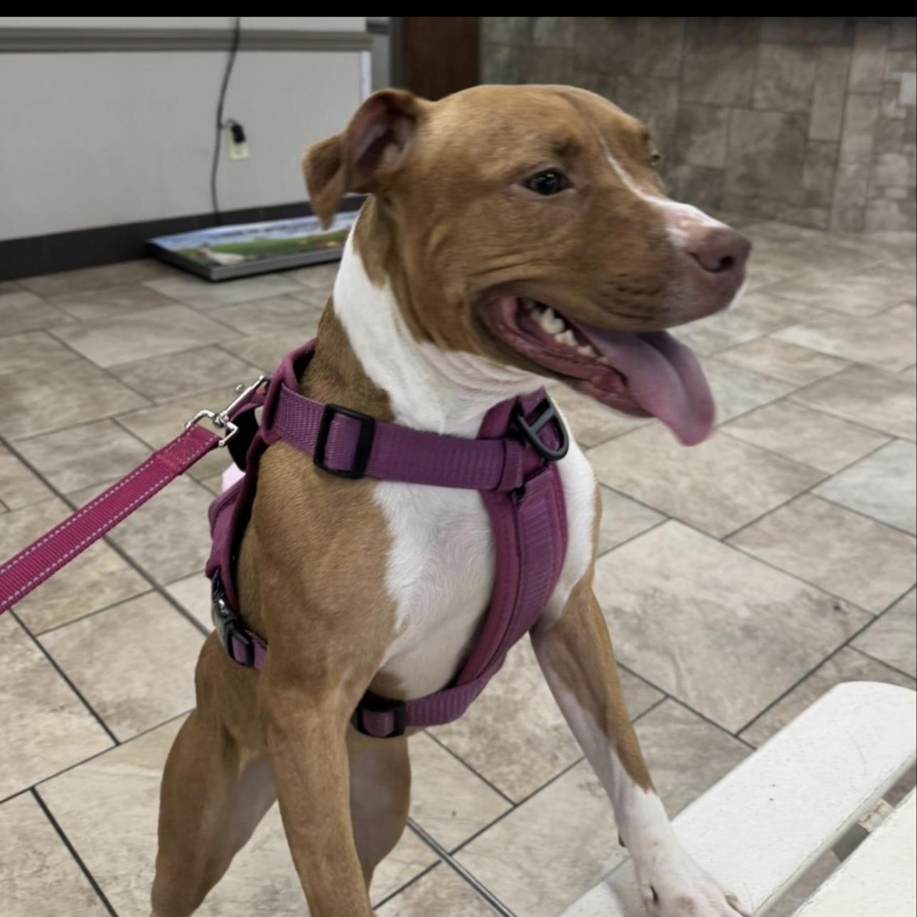 Roxy, adopted, Adult Female Pit Bull Terrier.