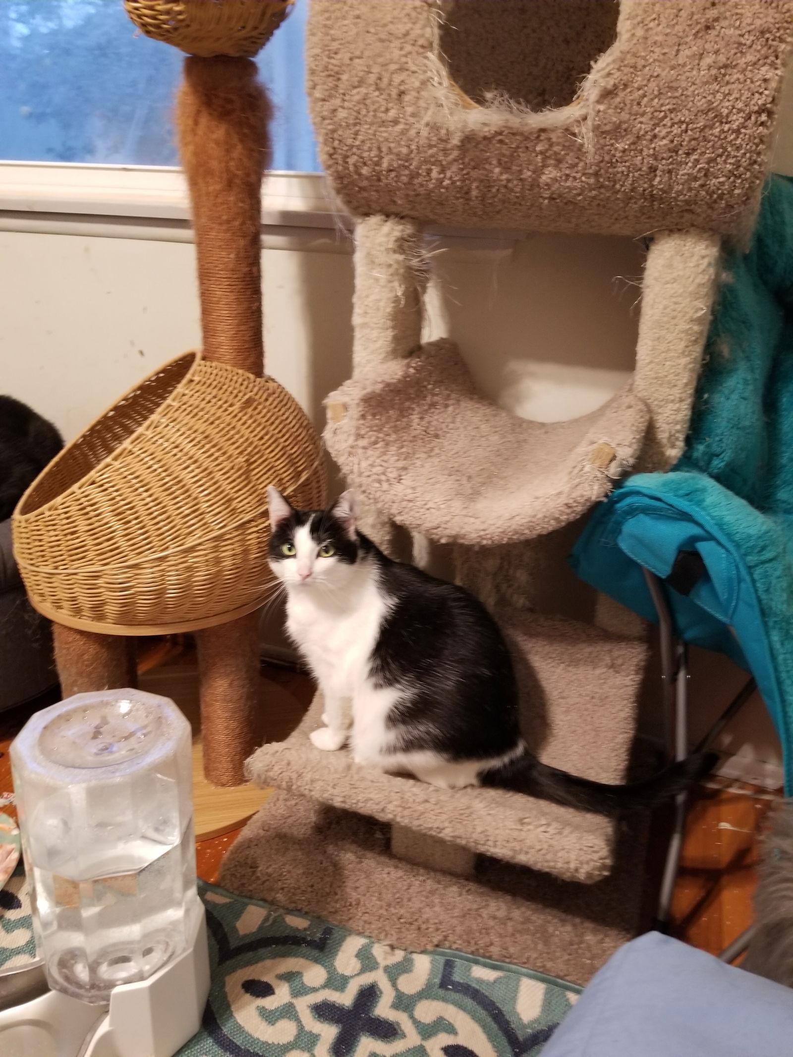 Super Sweet Stephanie, Adoptable, Adult Female Domestic Short Hair.