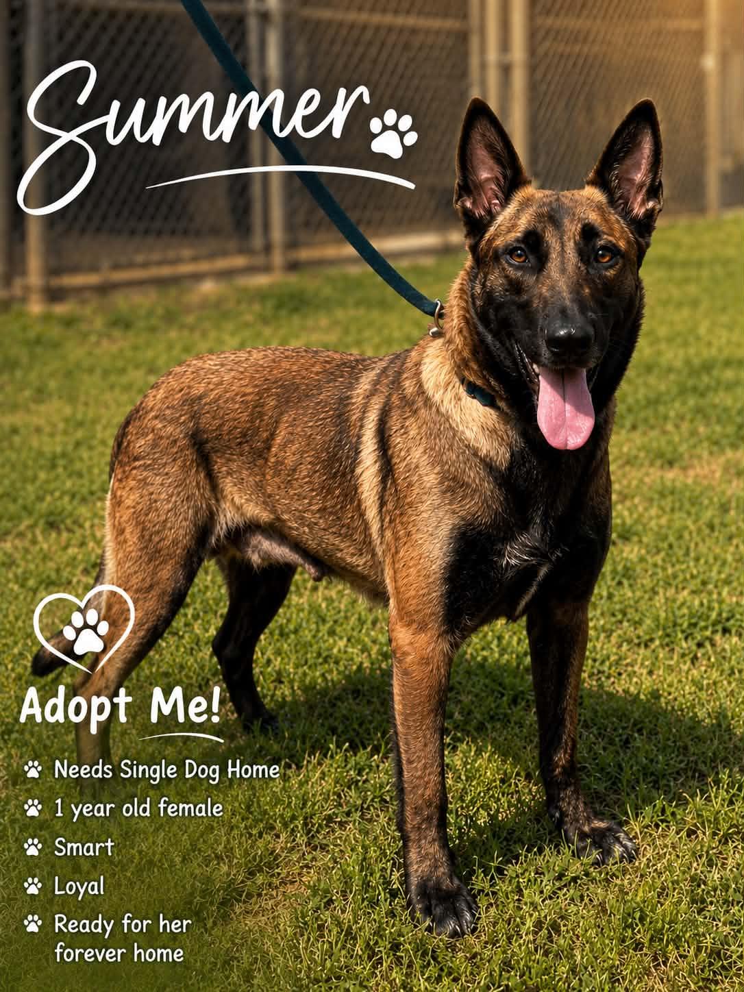 Summer, ADOPTABLE, Young Female Belgian Shepherd / Malinois.