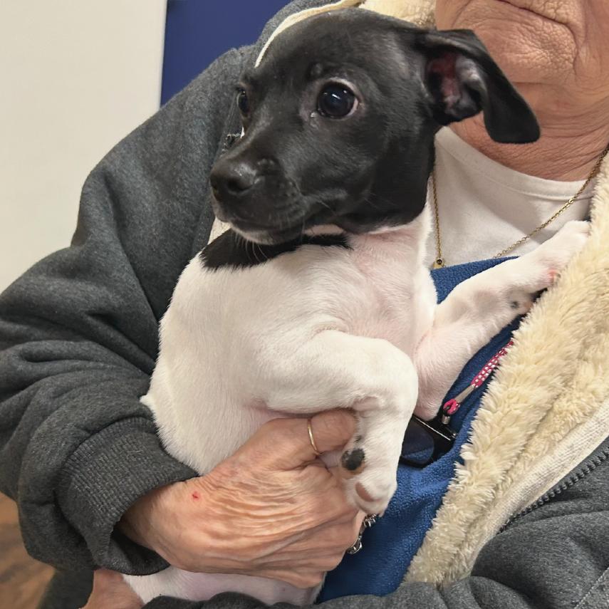 Toby, Adoptable, Young Male Chihuahua & Mixed Breed.