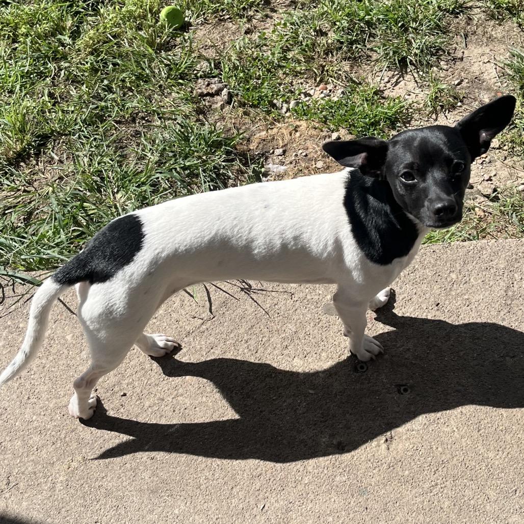 Enlarge Toby, a Adoptable mixed breed in Farmersville, OH image 2/5
